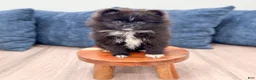 Pomeranian dogs for sale: Oreo - Ad 2