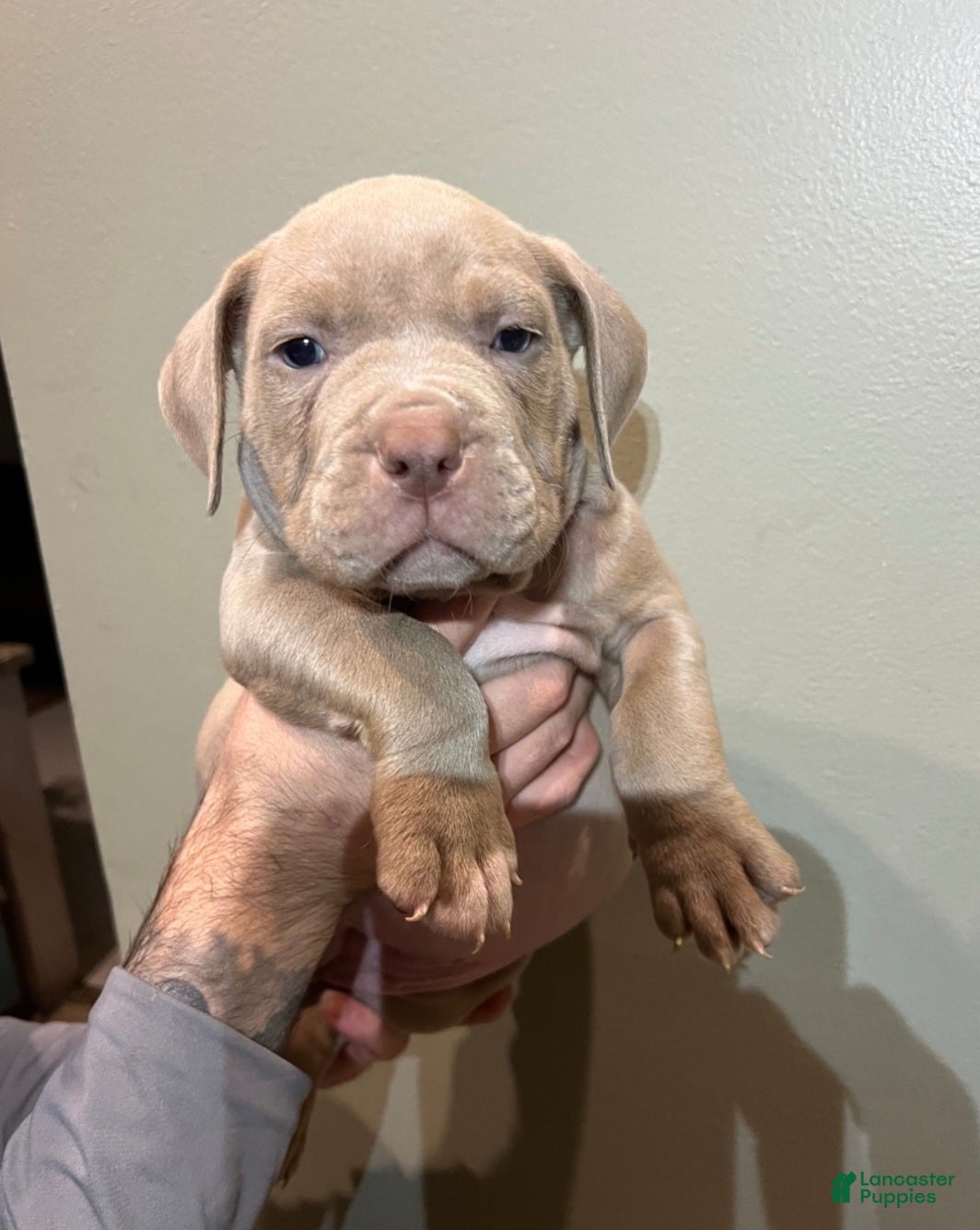 American Bully dogs American Bully Puppy 2 - Ad 13