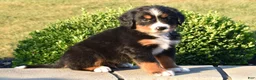 Bernese Mountain Dog dogs for sale: Buttons  - Ad 3
