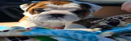English Bulldog dogs for sale: English Bulldog 1 - Ad 3