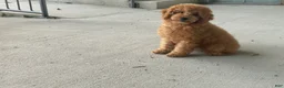 Mini Goldendoodle dogs for sale: Molly Mini Goldendoodle  - Ad 19