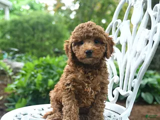Miniature Poodle dogs for sale: Charly - Ad 3