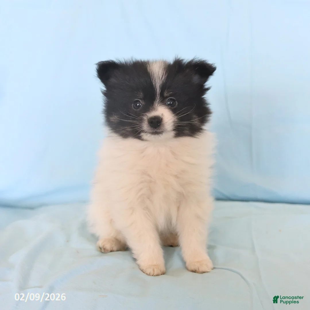Pomeranian dogs for sale: Lincoln - Ad 4