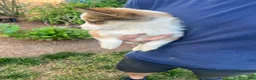Mixed Breed dogs for sale: Mixed Breed 1 - Ad 3