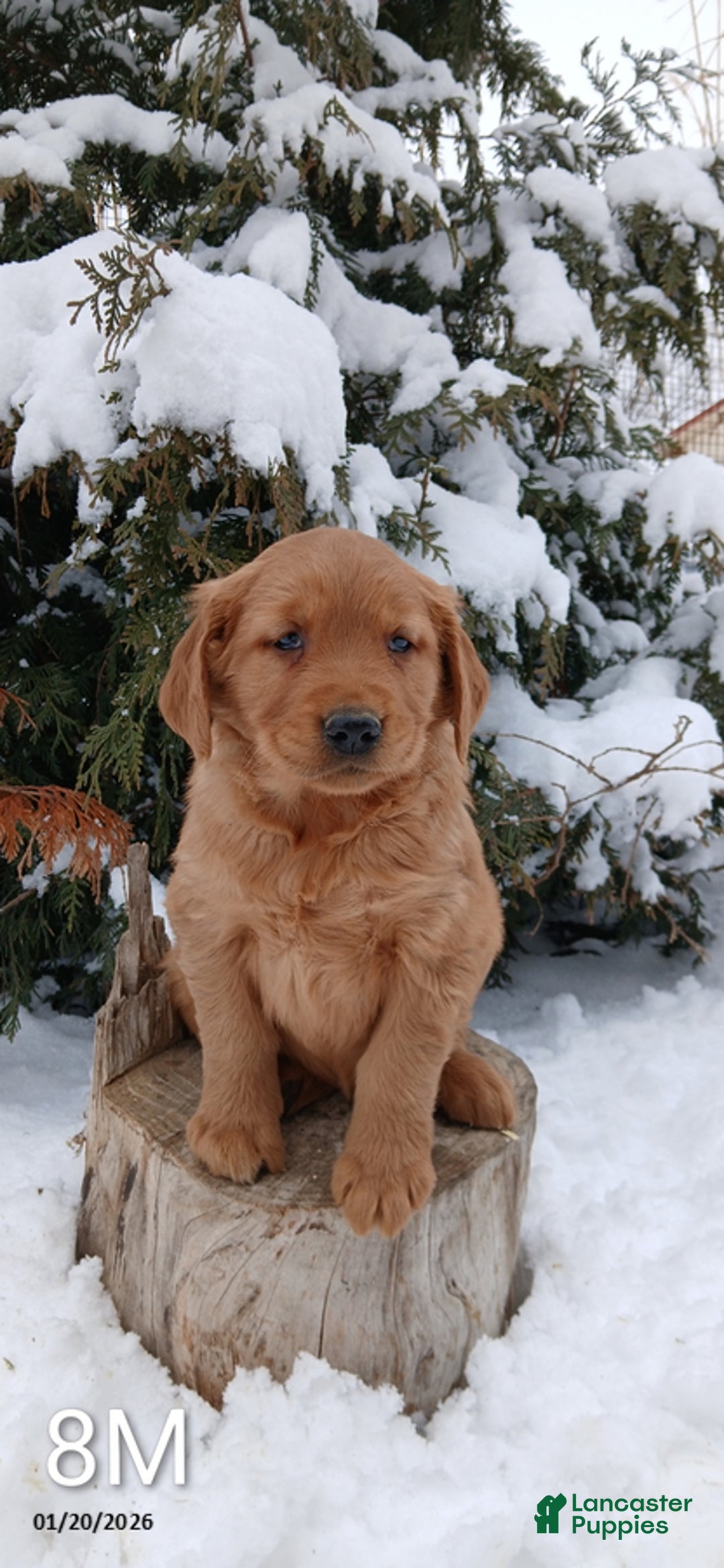 Golden Retriever dogs for sale: Murphy - Ad 1