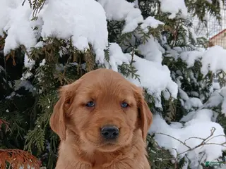 Golden Retriever dogs Murphy - Ad 37