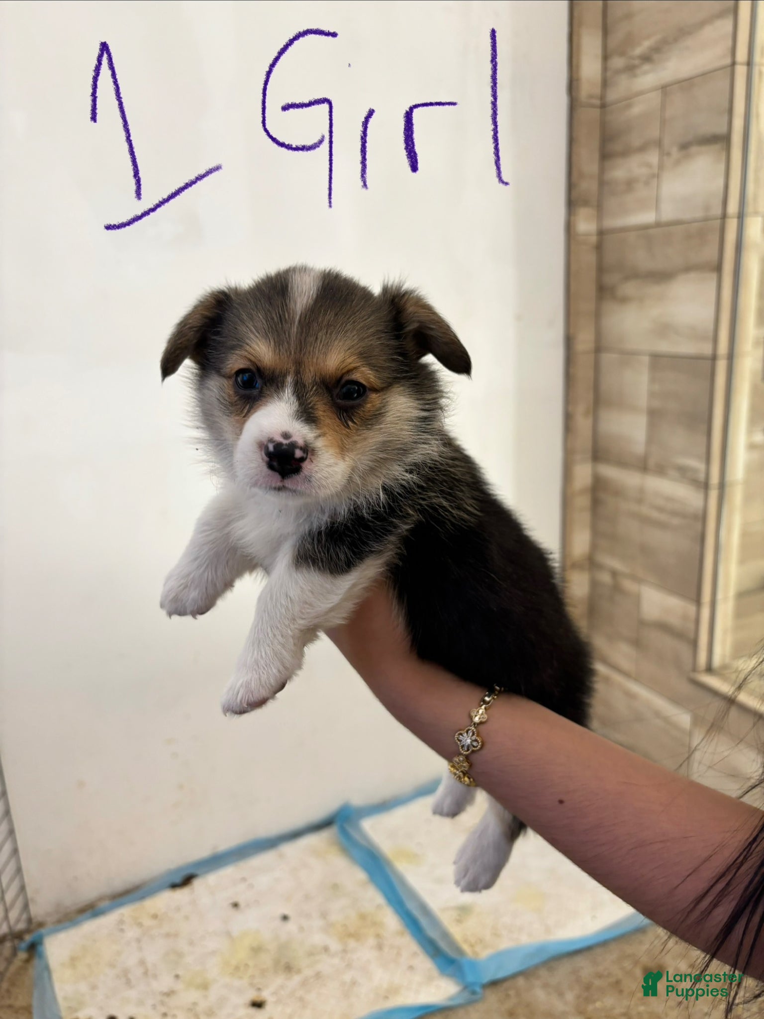 Mixed Breed dogs Mixed Breed Puppy 1 - Ad 36