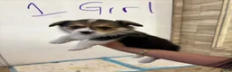 Mixed Breed dogs for sale: Mixed Breed Puppy 1 - Ad 1