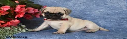 Pug dogs for sale: Bigfoot - Ad 4