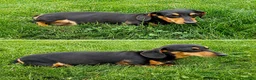 Dachshund dogs for sale: Rodney - Ad 5