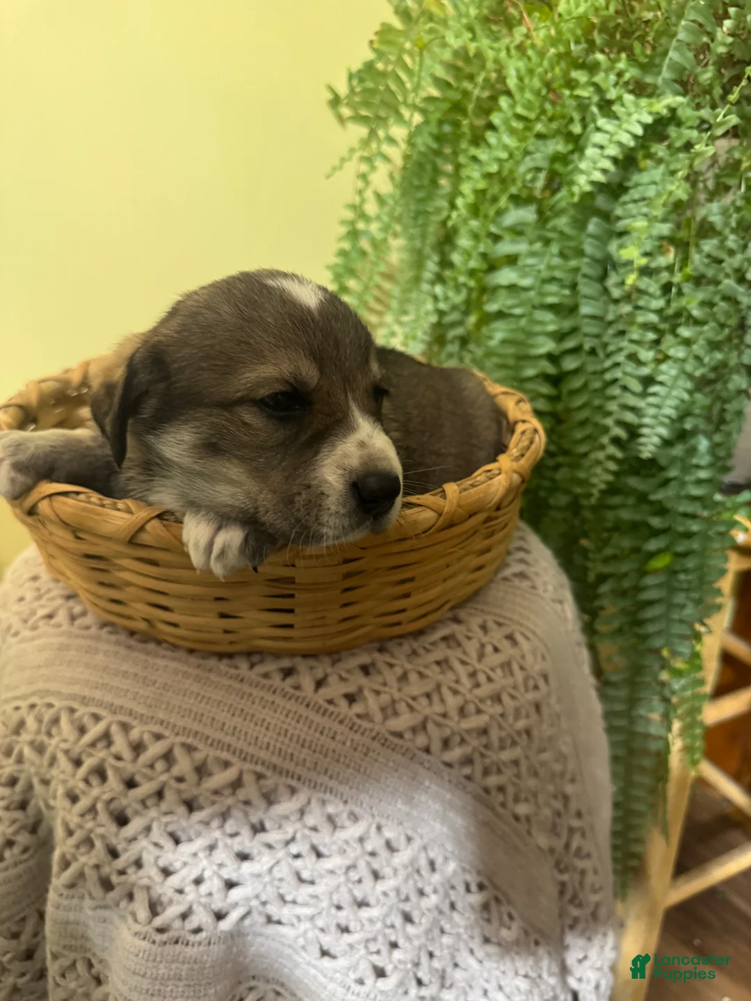 Mixed Breed dogs for sale: Sweetheart - Ad 13