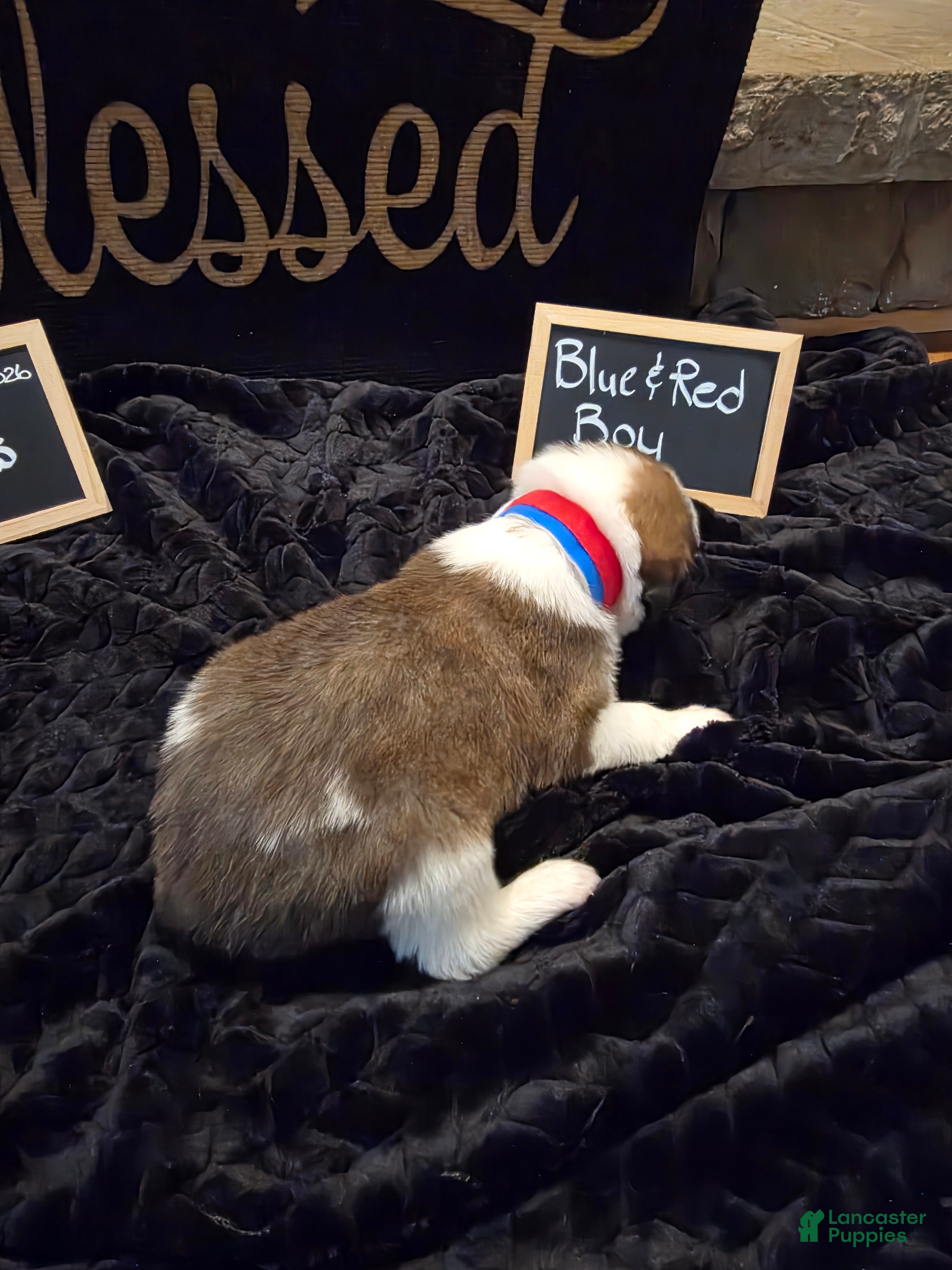 Mixed Breed dogs Blue-Red Boy - Ad 2