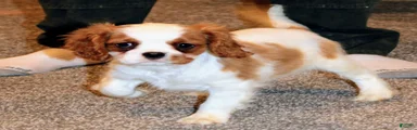 Cavalier King Charles Spaniel Puppy 3