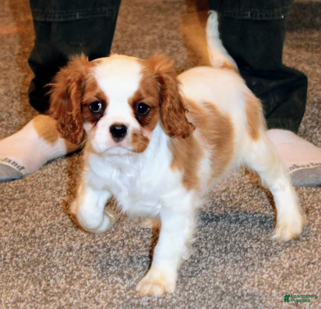 Cavalier King Charles Spaniel dogs for sale: Cavalier King Charles Spaniel Puppy 3 - Ad 1