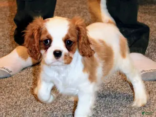 Cavalier King Charles Spaniel dogs Cavalier King Charles Spaniel Puppy 3 - Ad 31