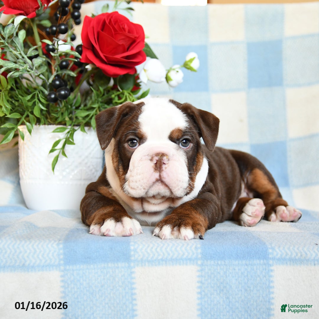 English Bulldog dogs for sale: Shep - Ad 3