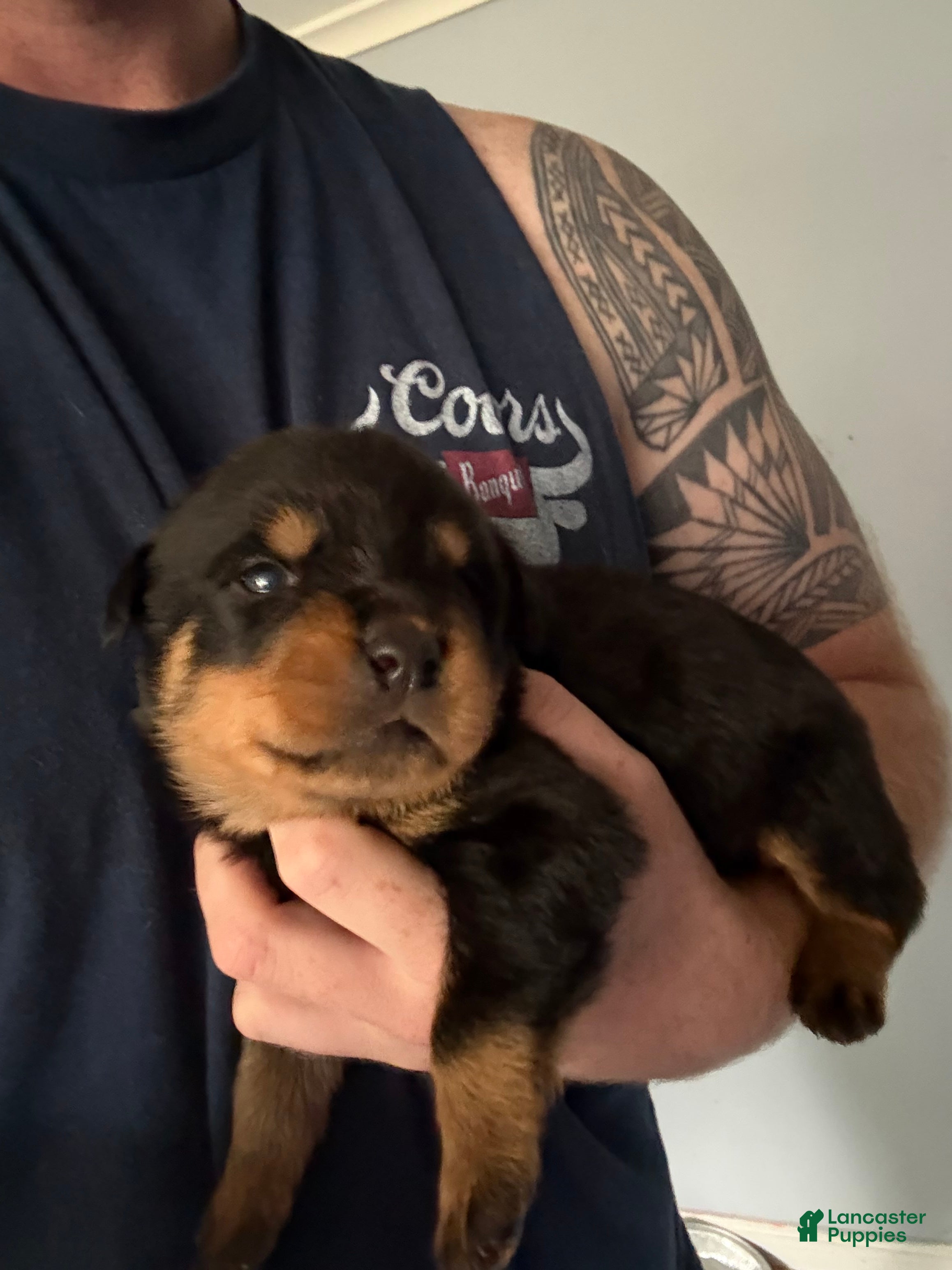 Rottweiler dogs Rottweiler 4 - Ad 34