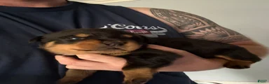 Rottweiler 4