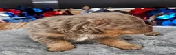 Pomeranian dogs for sale: Pepper's The Way You Make Me Feel - "Waylon" - Ad 38