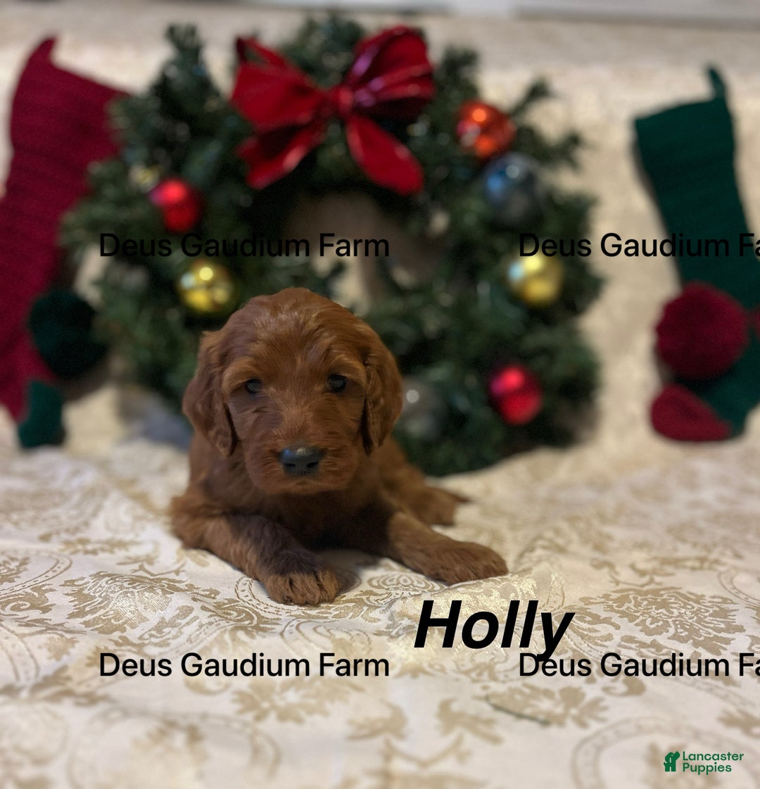 Irish Doodle dogs for sale: Holly - Ad 5