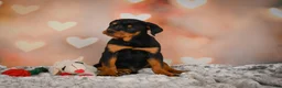 Rottweiler dogs for sale: Ace - Ad 7