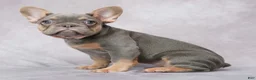 French Bulldog dogs for sale: Brielle - Ad 6