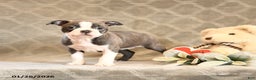Boston Terrier dogs for sale: Hazel - Ad 5