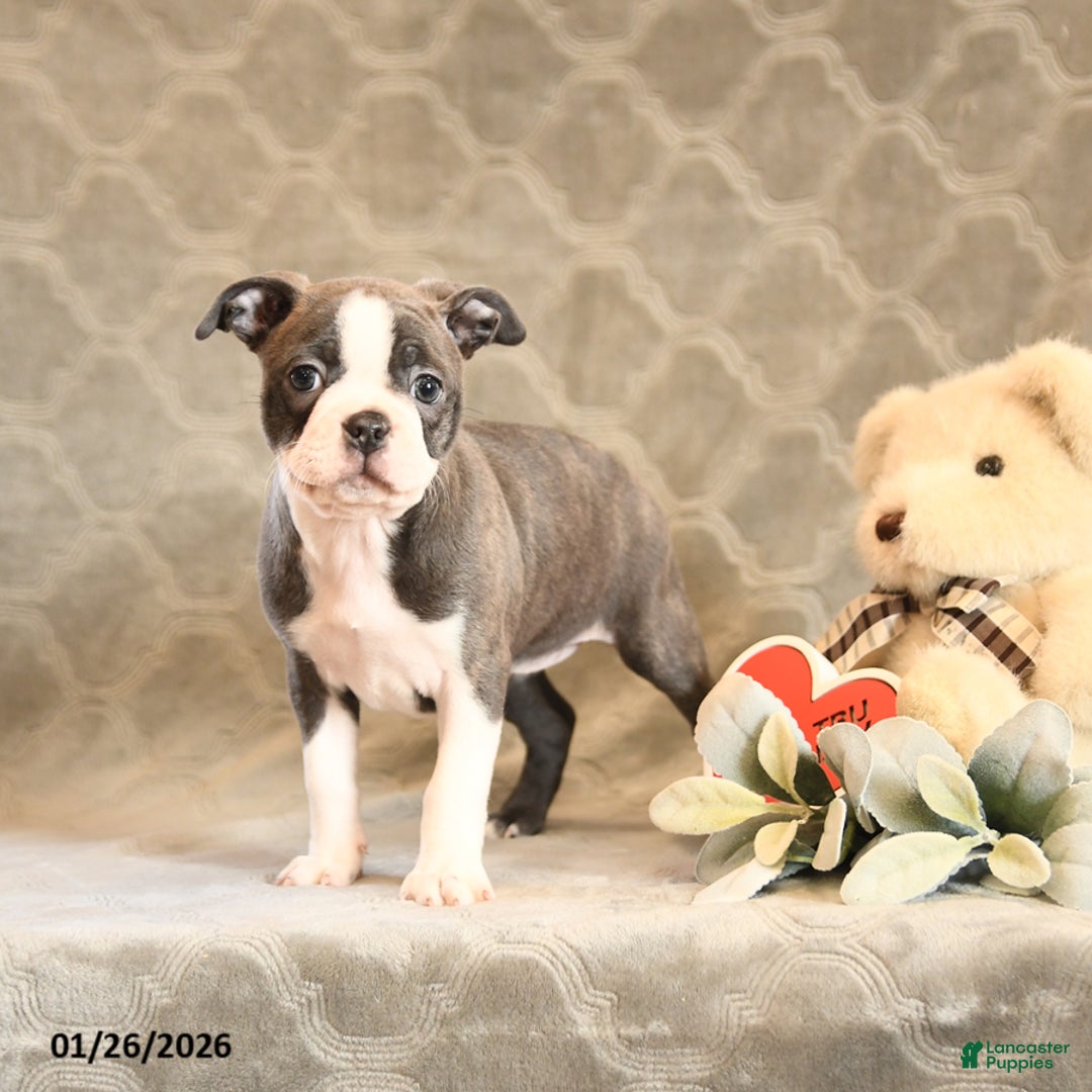 Boston Terrier dogs for sale: Hazel - Ad 5