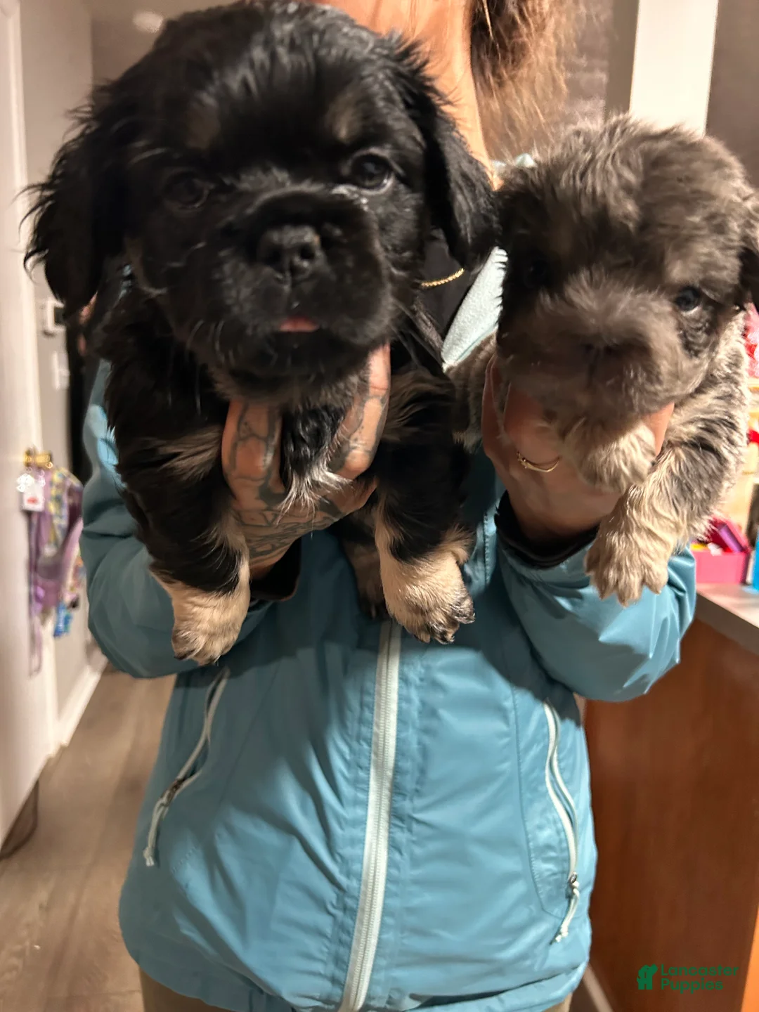 French Bulldog dogs for sale: Aurora  - Ad 2