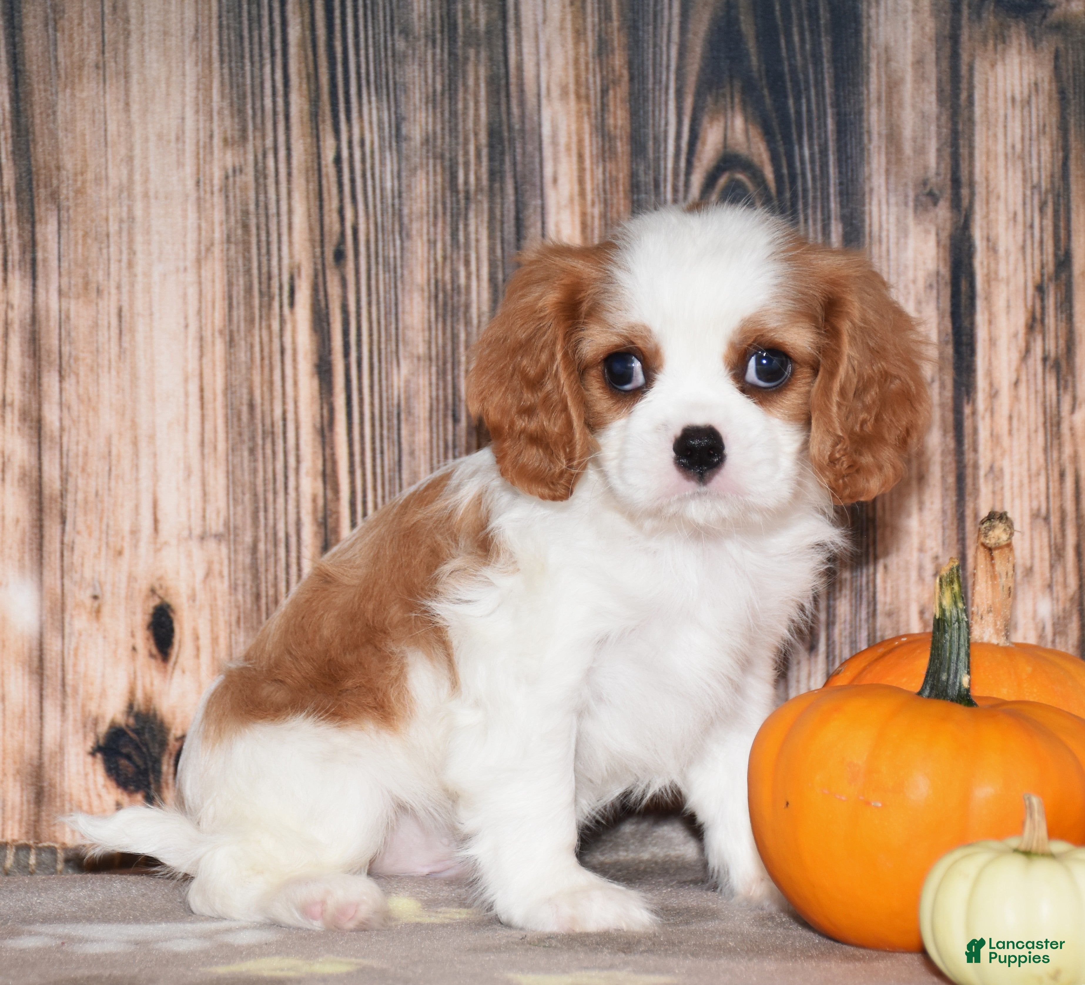 Cavalier King Charles Spaniel dogs for sale: Churro - Ad 2