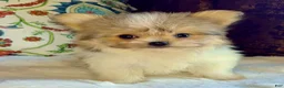 Mixed Breed dogs for sale: Designer Breed Yorkishire Terrier, Pomeranian Mix Puppy Female Bella - Ad 6