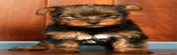 Yorkshire Terrier dogs for sale: Molly - Ad 8