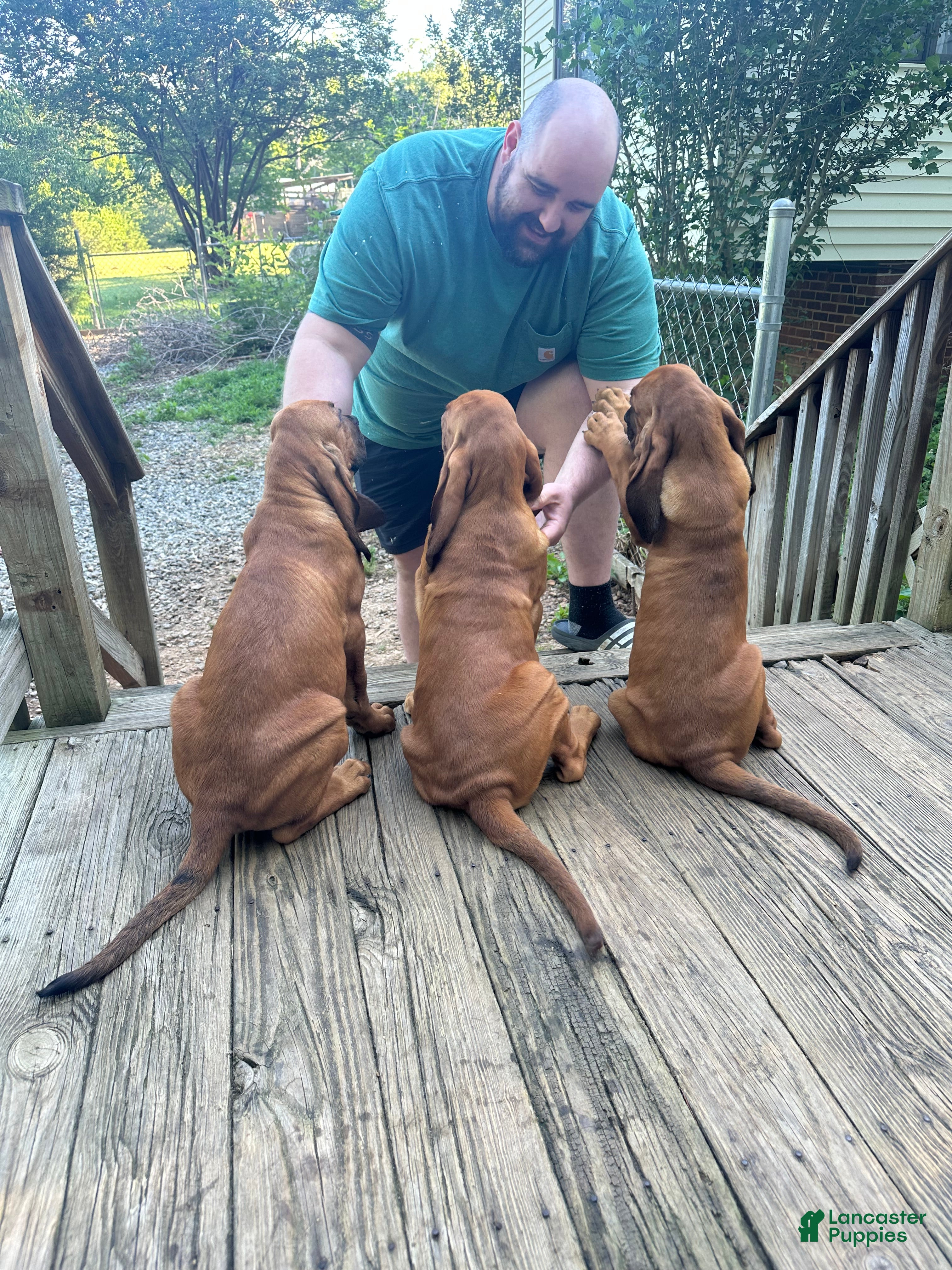 Bloodhound dogs for sale: Bloodhound Puppy 7 - Ad 5