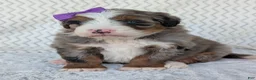 Mini Bernedoodle dogs for sale: Mini Indy  - Ad 41