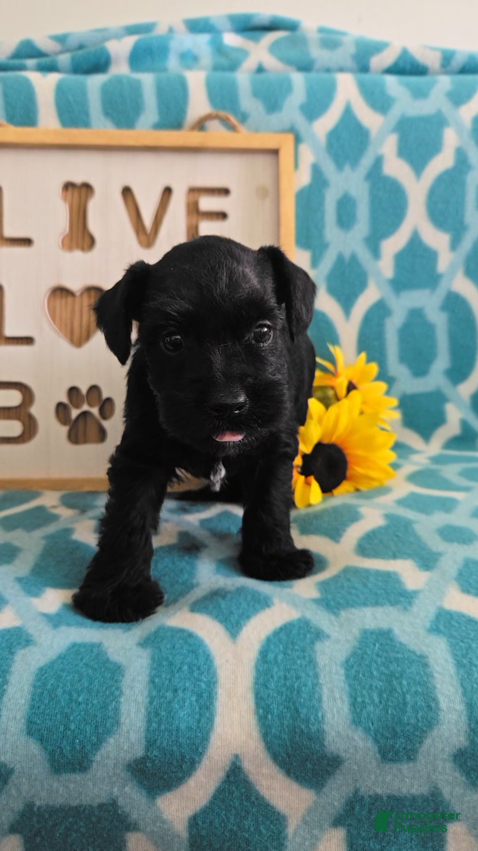 Miniature Schnauzer dogs Myah - Ad 6