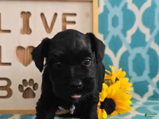 Miniature Schnauzer dogs Myah - Ad 6