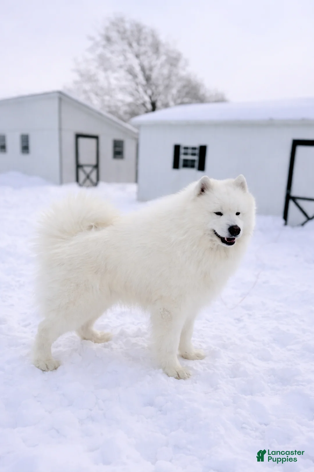 Samoyed dogs for sale: Chica - Ad 5