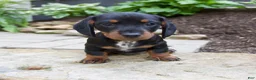 Miniature Dachshund dogs for sale: Gage - Ad 10