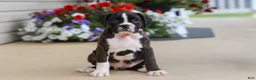Boxer dogs for sale: Allie - Ad 4