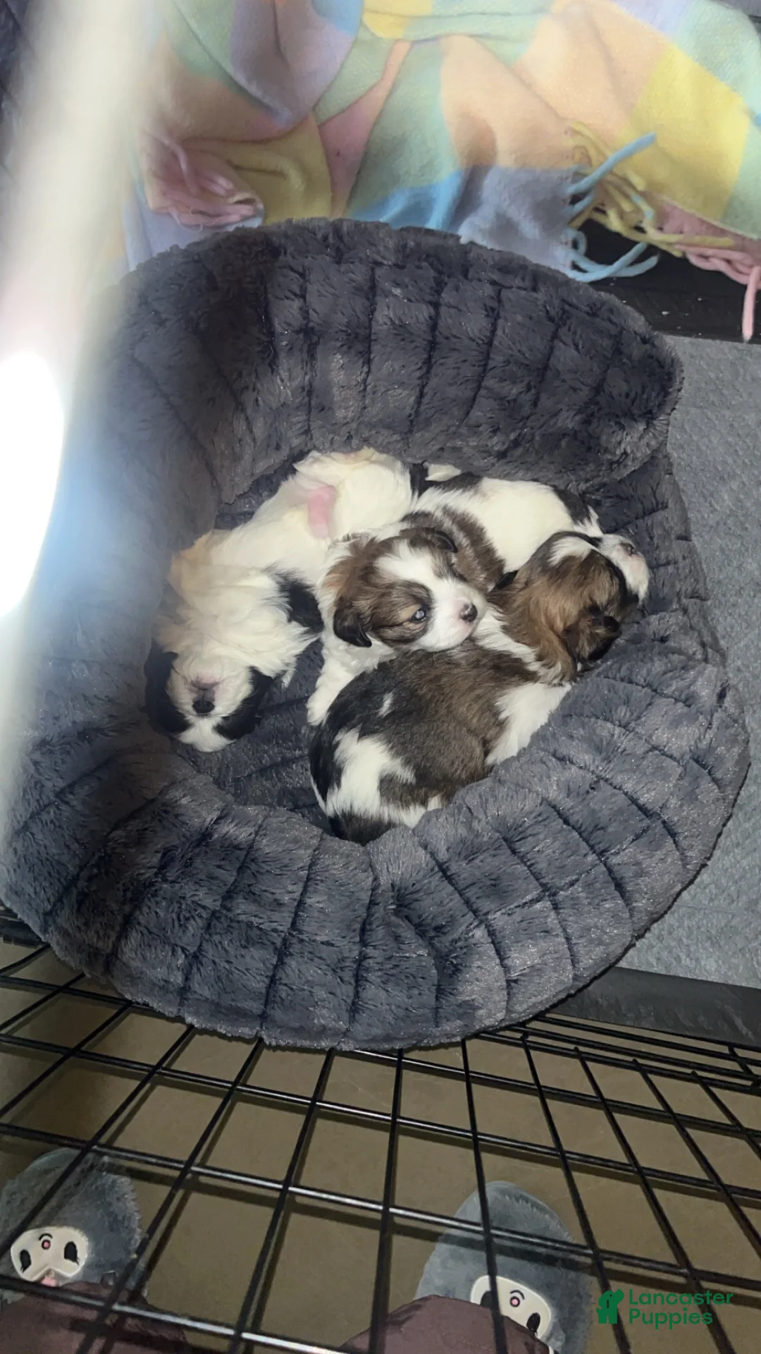 Mixed Breed dogs for sale: Dorchester- Shih Pom - Ad 2