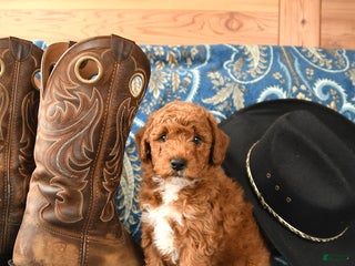 Miniature Poodle dogs - Ad 31