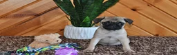 Pug dogs for sale: Izzy - Ad 2
