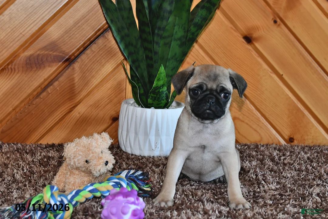Pug dogs for sale: Izzy - Ad 2