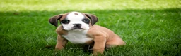 Boxer dogs for sale: Dirk - Ad 6