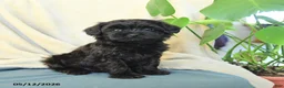 Havapoo dogs for sale: Muenster - Ad 1
