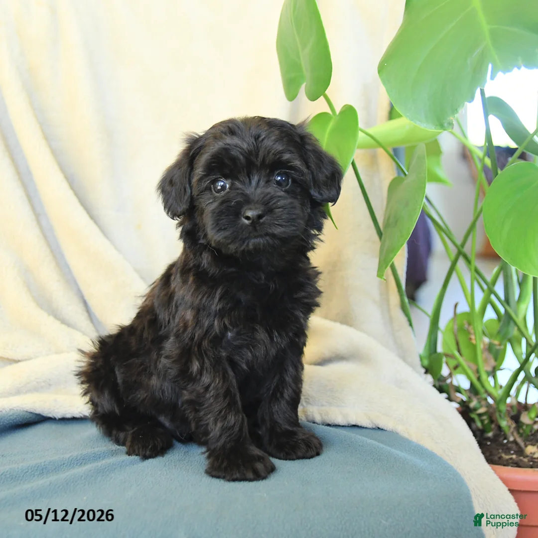 Havapoo dogs for sale: Muenster - Ad 1