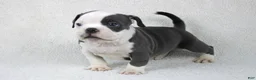 American Bully dogs for sale: White/Blue Male - Ad 5
