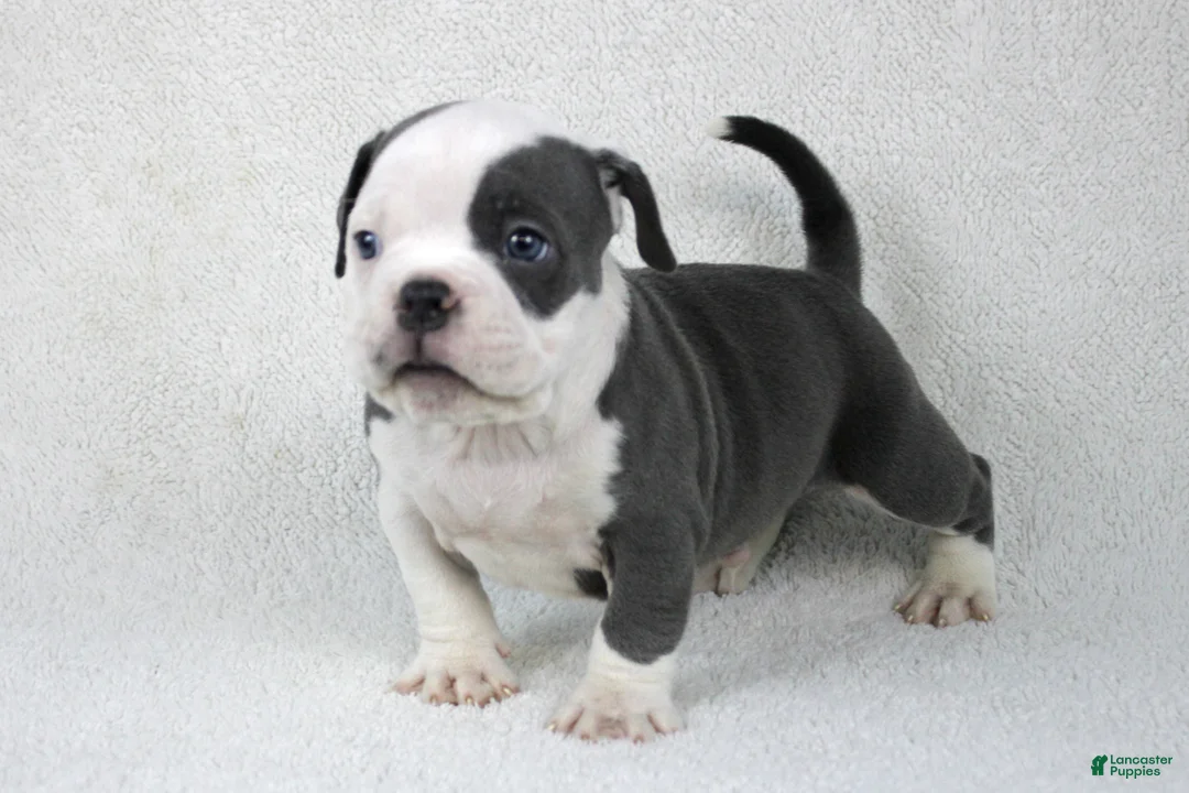 American Bully dogs for sale: White/Blue Male - Ad 5