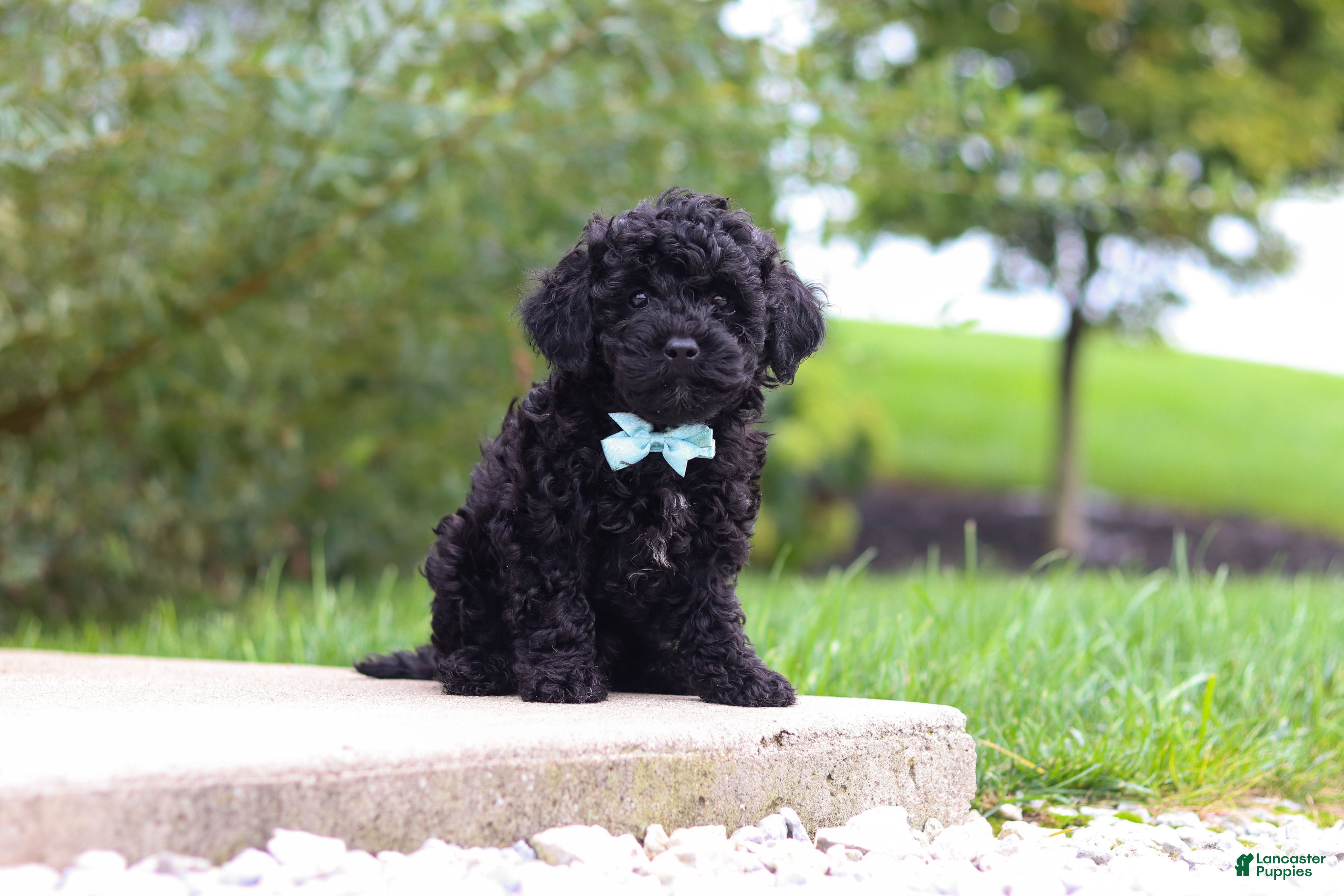 Cavapoo dogs Odin - Ad 2
