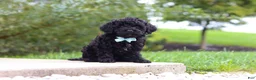 Cavapoo dogs for sale: Odin - Ad 2